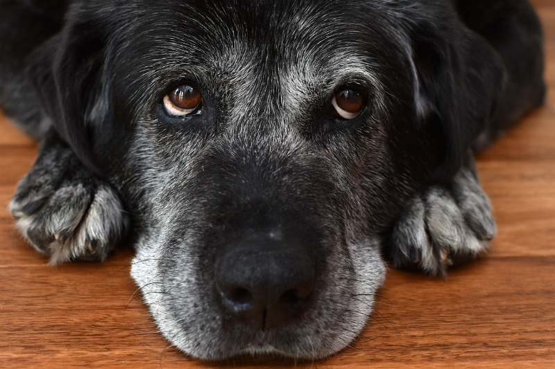 Alte Hunde haben spezielle Ansprüche an ihre Ernährung