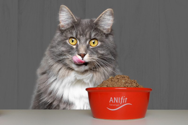Anifit Fütterungsempfehlung Katze: Die richtige Futtermenge für Ihre Katze bestimmen