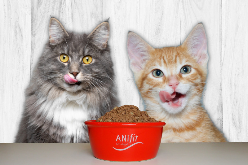 Anifit Futterumstellung Katze