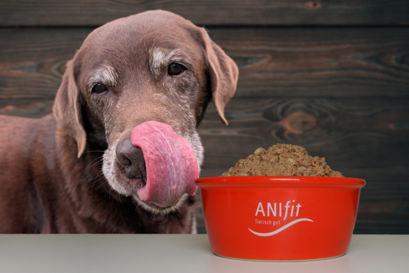 Anifit Hundefutter Senior: Gesunde Ernährung für alte Hunde