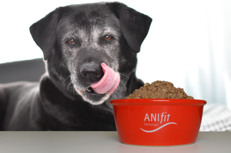 Mit Anifit Hundefutter ist Ihr Senior rundum gut versorgt im Alter
