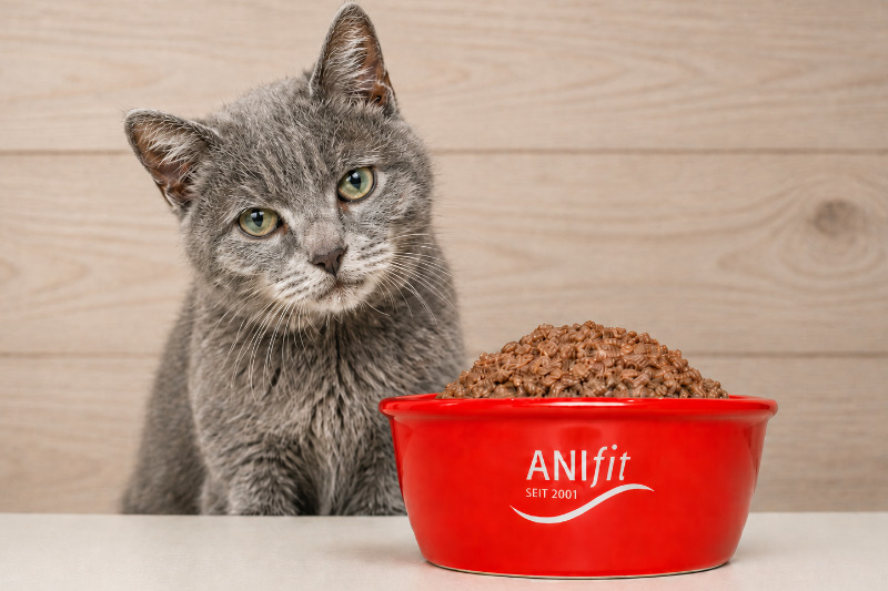 Anifit Katzenfutter Senior: Gesunde Ernährung für ältere Katzen