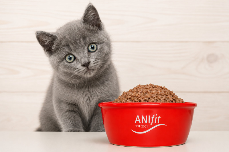Anifit Kittenfutter: Gesunde Ernährung für junge Katzen