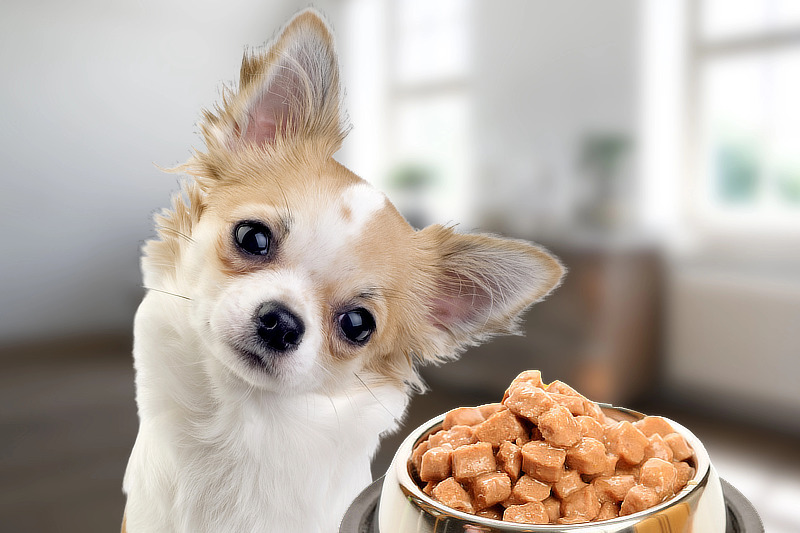 Artgerechtes Hundefutter für Chihuahuas