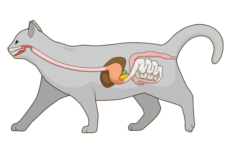 Bei der Futterumstellung passt sich das Verdauungssystem Ihrer Katze an die Zusammensetzung des neuen Futters an
