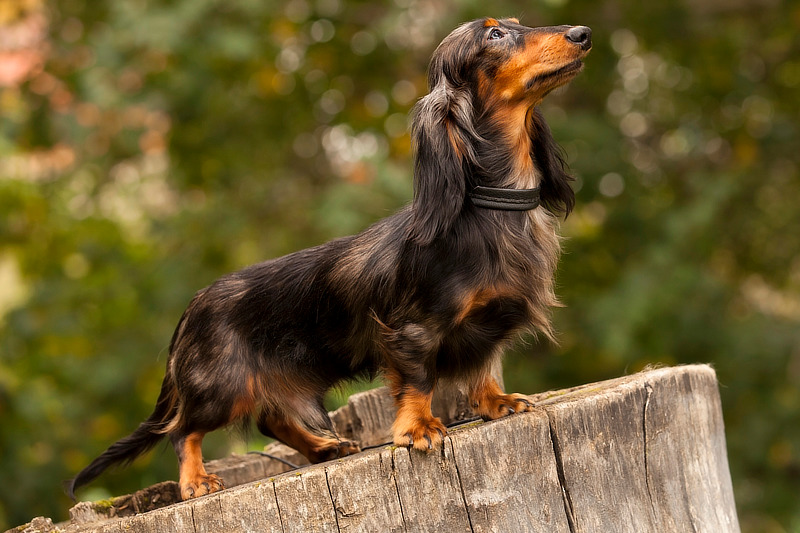 Beim Dackel Futter kommt es auf die Qualität der Zutaten an