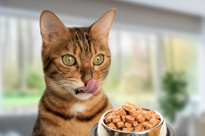 Bengal Futter: Artgerechtes Katzenfutter für Bengal-Katzen