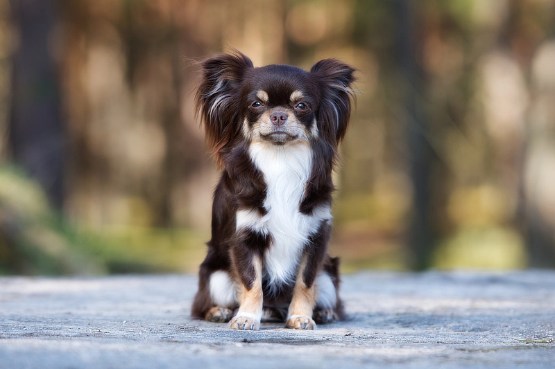 Chihuahua Futter: Welches Hundefutter ist ideal für Chihuahuas?