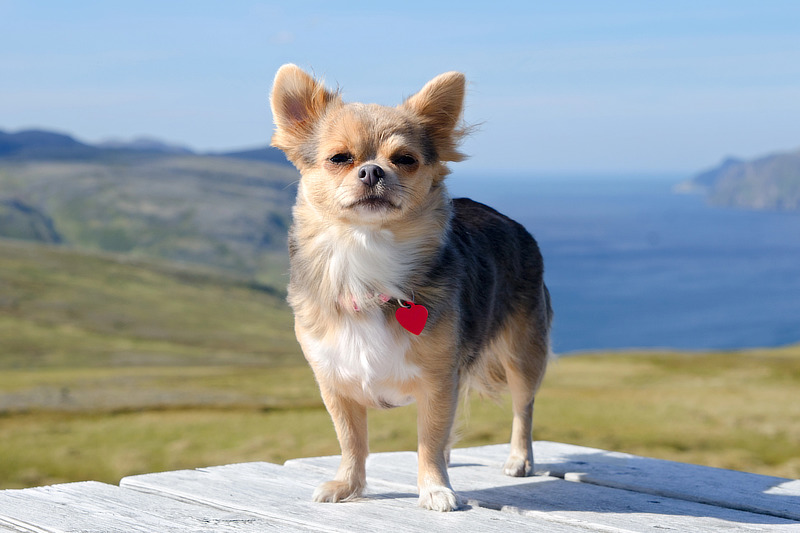 Chihuahuas haben einen empfindlichen Verdauungstrakt