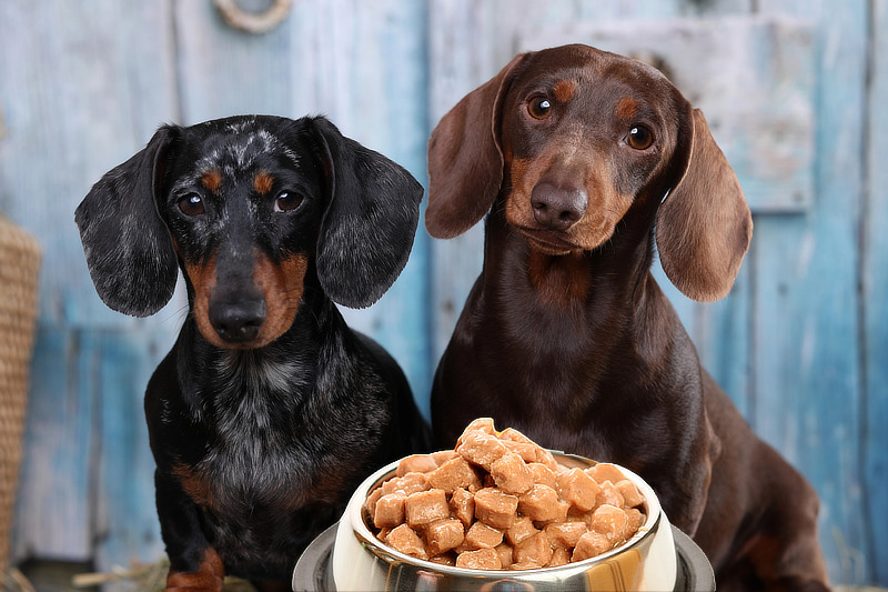 Dackel Futter: Artgerechte Dackel-Ernährung