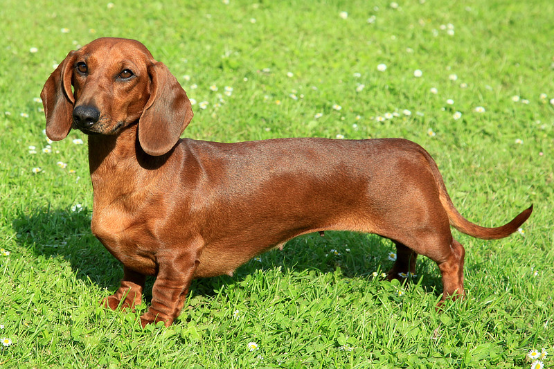 Dackel werden auch Teckel oder Dachshunde genannt