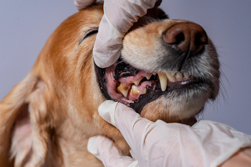 Dass Trockenfutter die Zahnpflege beim Hund unterstützt, ist leider ein Mythos