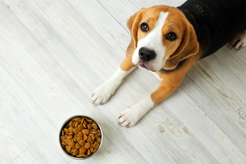 Dass Trockenfutter gegen Zahnstein hilft, ist ein Mythos der Hundeernährung