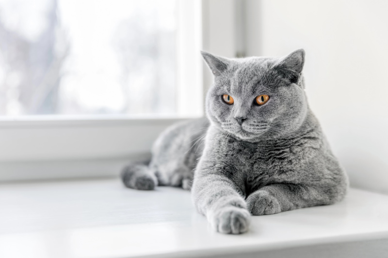 Die BKH ist eher eine gemütliche Katze