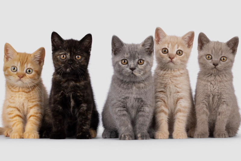 Die Britisch Kurzhaar ist eine besondere Katzenrasse