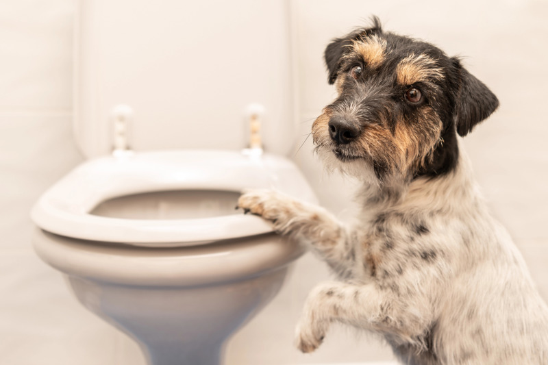 Durchfall nach Anifit Hundefutter: Ursachen & Lösungen
