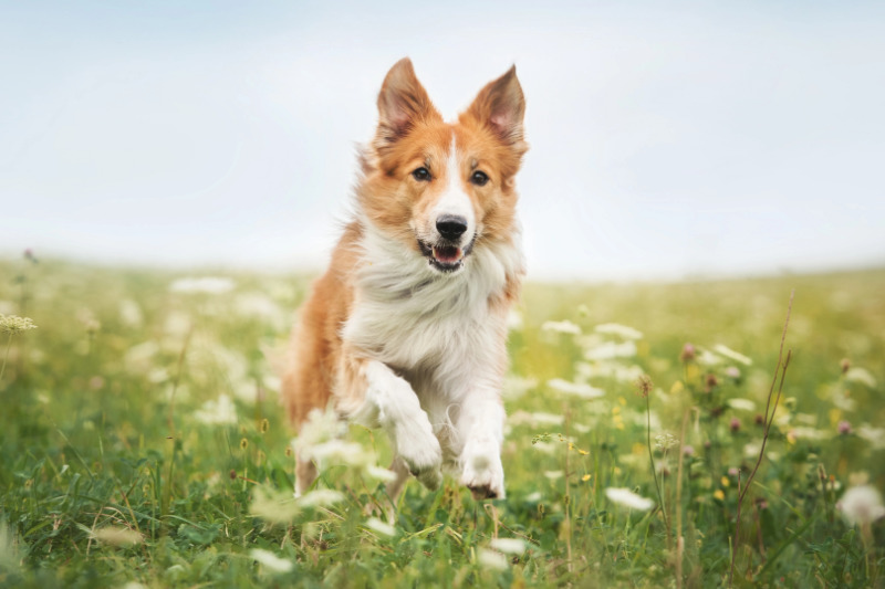 Eine Darmsanierung beim Hund sorgt für mehr Vitalität im Alltag