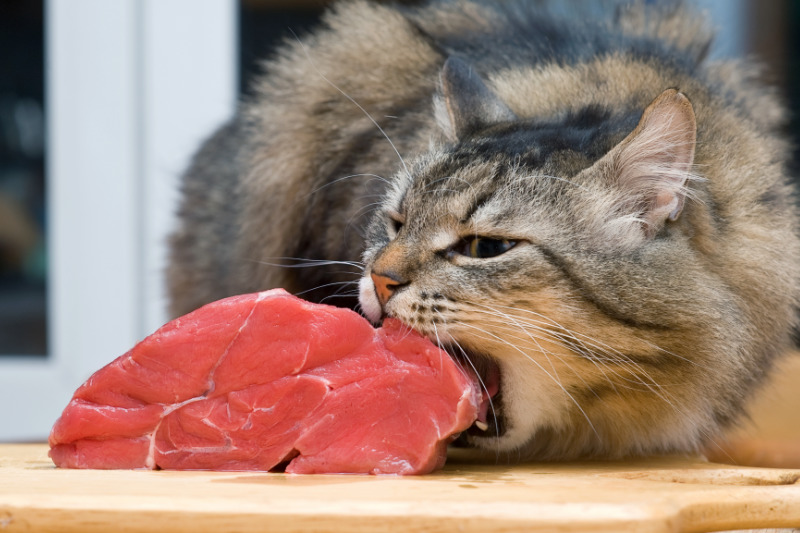 Fleisch ist der wichtigste Bestandteil von Katzenfutter