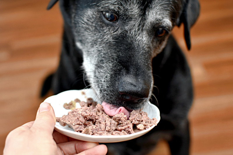 Glücklicher Hundesenior genießt Anifit Hundefutter