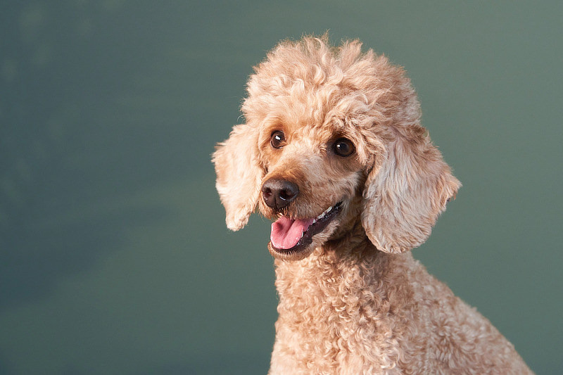 Haut und Fell stehen beim Pudel besonders im Fokus
