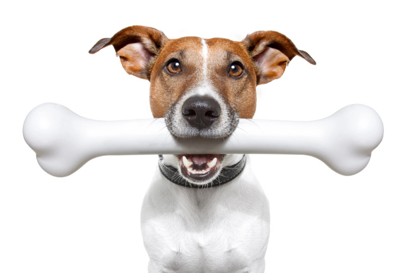 Hundefutter-Mythen im Faktencheck: Sind Knochen wirklich gefährlich für Ihren Hund?