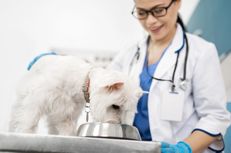 Hundefutter-Mythen aufgedeckt: Warum Tierarztfutter nicht automatisch die beste Wahl ist