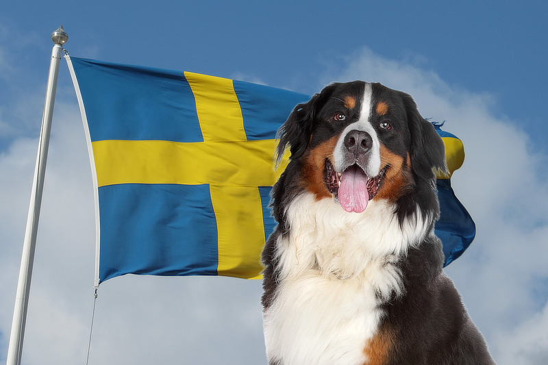 In Schweden gelten umfassende Tierschutzvorgaben