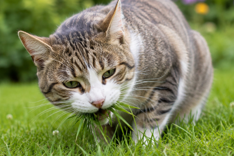 Katze frisst Gras: Warum sie das tut und wann es ein Warnsignal ist