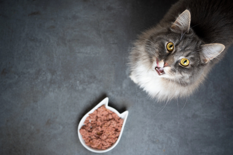 Katzen sind von Natur aus reine Fleischfresser