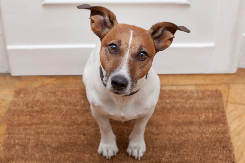 Leishmaniose beim Hund: Die richtige Fütterung im Überblick