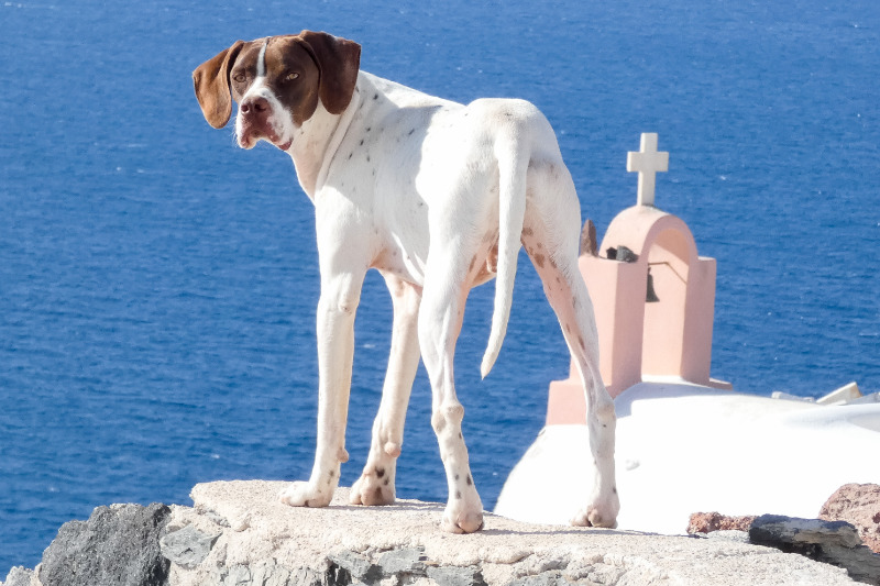 Leishmaniose betrifft meist Hunde aus südlichen Ländern
