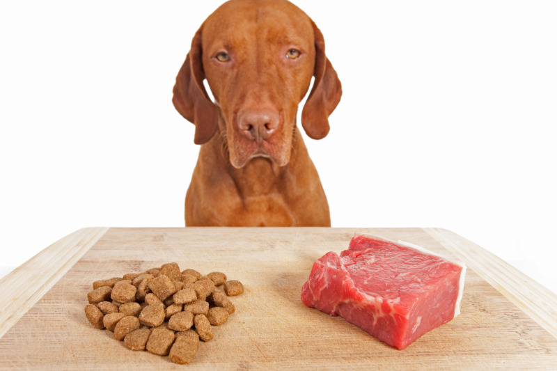 Macht rohes Fleisch Hunde wirklich aggressiv? Was hinter diesem hartnäckigen Mythos steckt