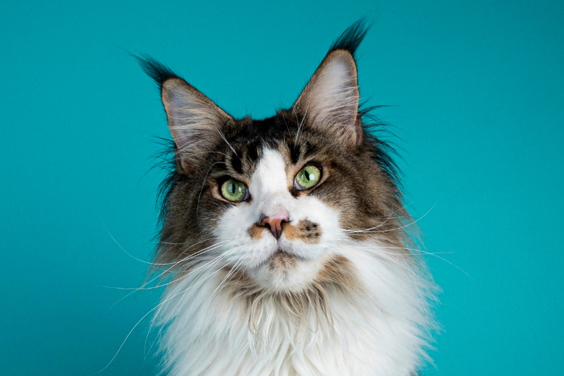Maine Coon Futter: Welches Katzenfutter ist ideal für eine Maine Coon Katze?