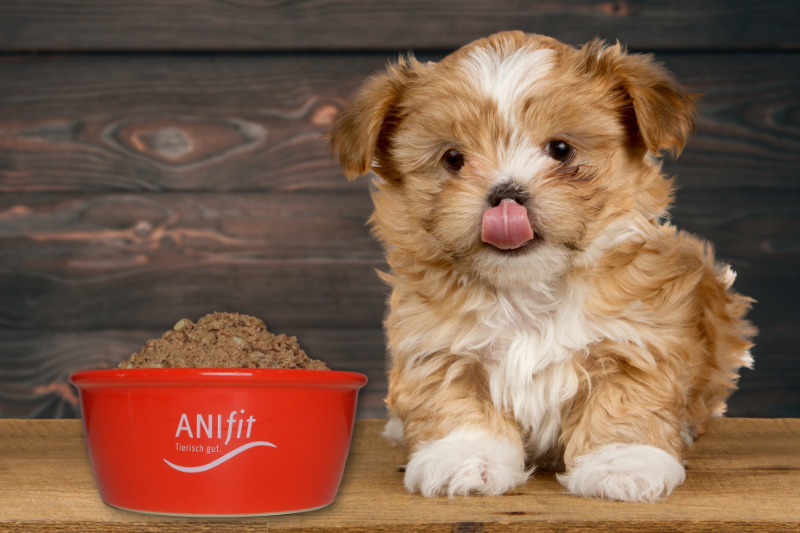 Mit Anifit Hundefutter ist Ihr Welpe rundum gut versorgt