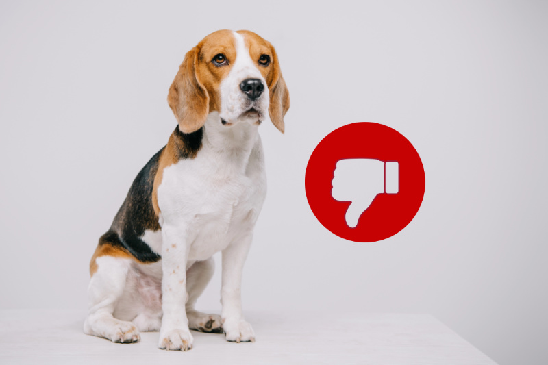 Negative Erfahrungen mit Anifit - Echte Kritik, Nachteile & was wirklich dahinter steckt