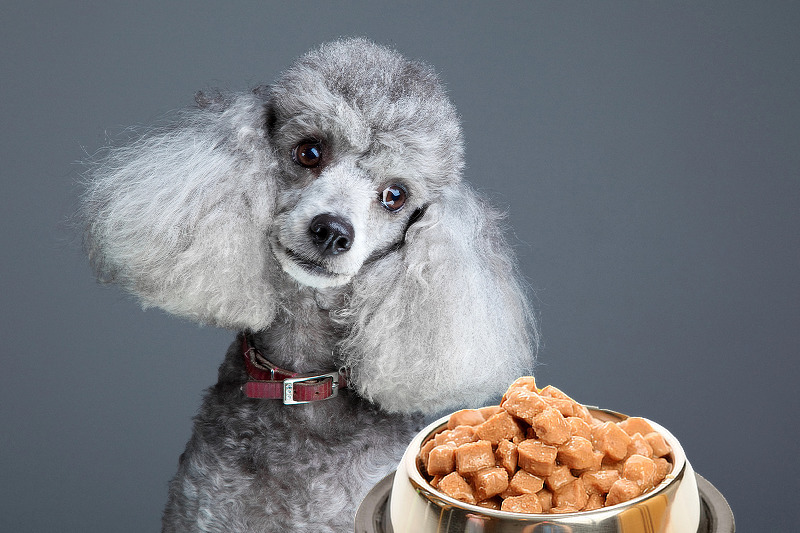 Pudel Futter: Artgerechte Ernährung von Pudeln