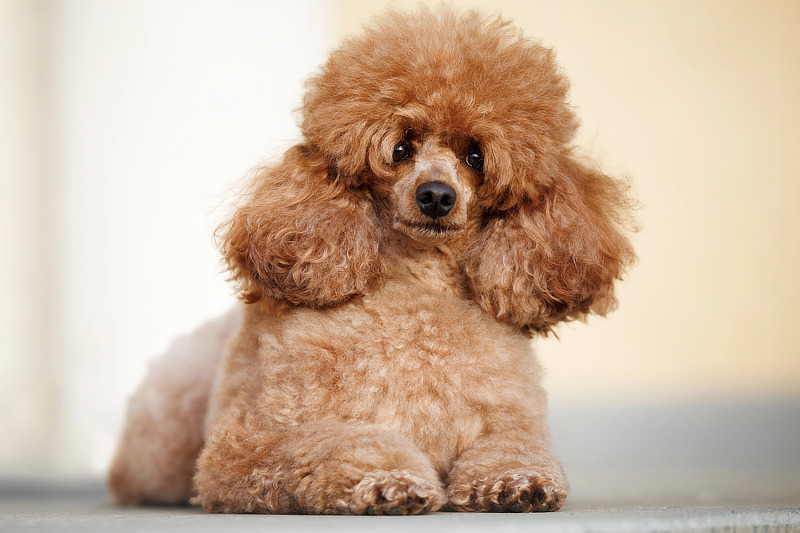 Pudel gelten als ausgesprochen feinfühlig