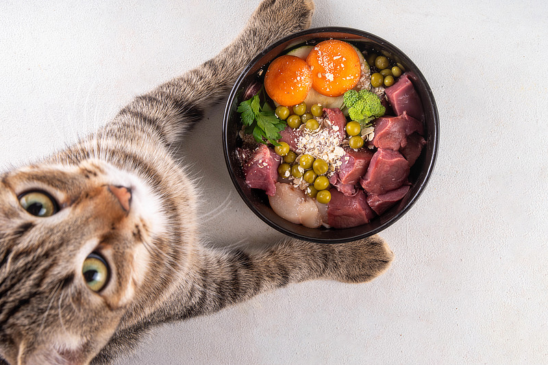 Selbstgemachtes Futter ist eine gute Alternative zu Trockenfutter