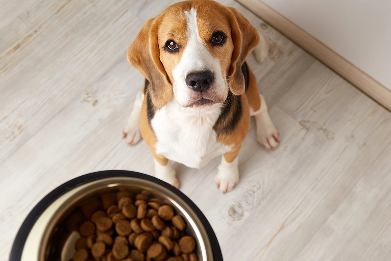 Trockenfutter enthält meist minderwertige Zutaten
