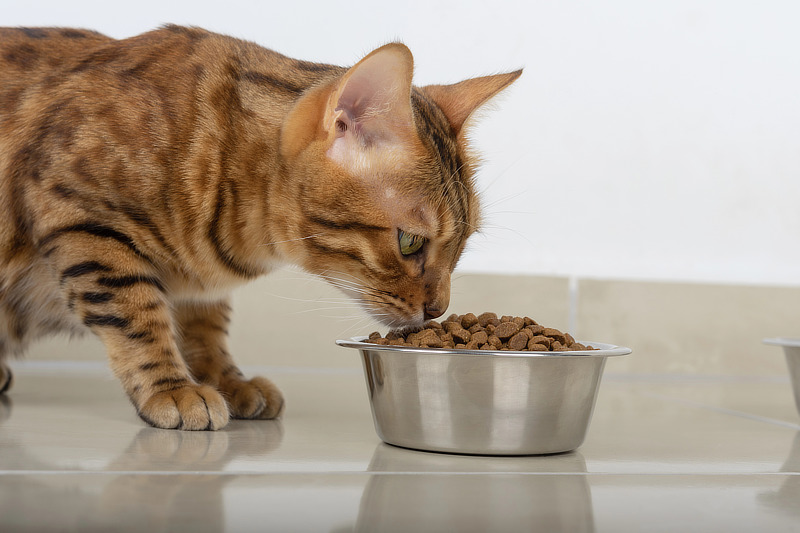 Trockenfutter hat viele Nachteile für Katzen