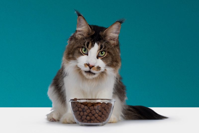 Trockenfutter ist für Maine Coon Katzen nicht geeignet