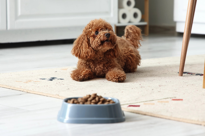Trockenfutter ist für Pudel nicht geeignet