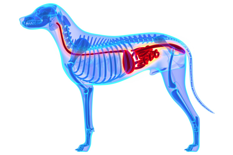 Warum eine gesunde Darmflora beim Hund so wichtig ist