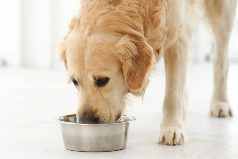 Wie viel Anifit-Nassfutter braucht ein Hund pro Tag?