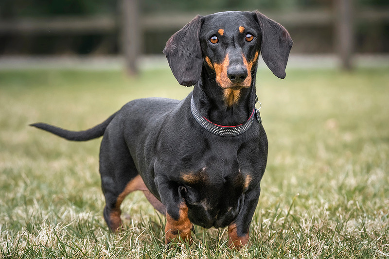 Wie viel Futter braucht ein Dackel?