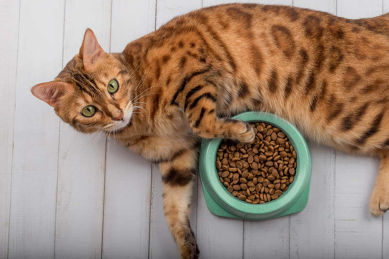 Zahnpflege durch Trockenfutter ist ein Mythos