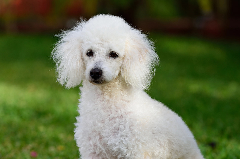 Zusammensetzung und Qualität der Zutaten beim Pudel Futter